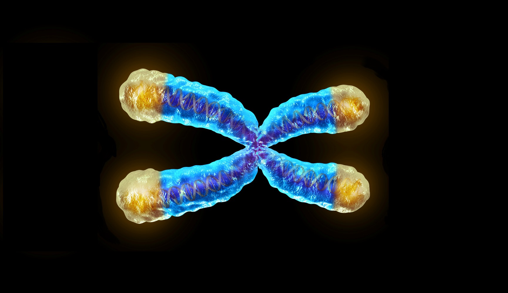 50 chromosome. Теломер хромосомы. ДНК хромосомы теломера. Хромосома с теломерами. Хромосома 3д модель.